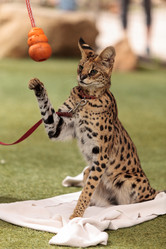 Similar image 13052040