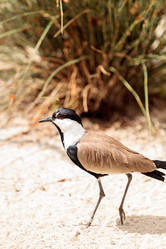 Similar image 13052106