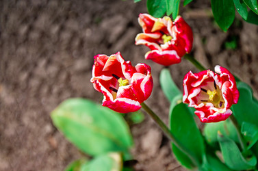 Similar image 13023767