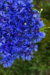 Similar image 13011076