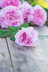 Similar image 13009802