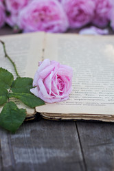 Similar image 13009506