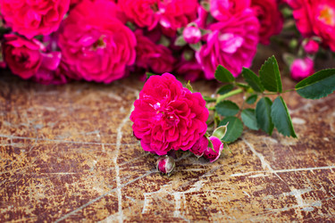 Similar image 13009921