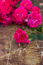 Similar image 13010343