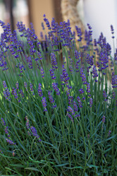 Similar image 13010013