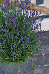 Similar image 13010031