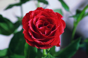 Similar image 13054829