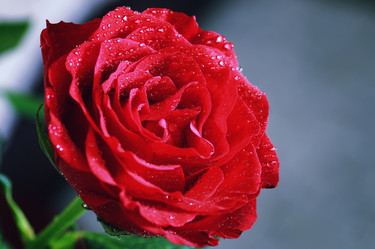 Similar image 13054847