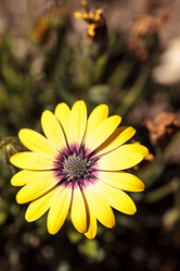 Similar image 13051925