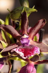 Similar image 13051296