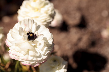 Similar image 13051759