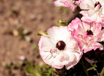 Similar image 13051732