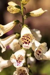 Similar image 13051829