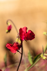 Similar image 13051493