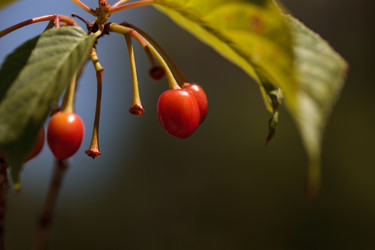 Similar image 13051494