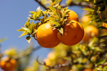 Similar image 13051496