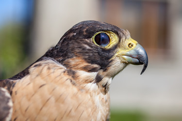 Similar image 13062103