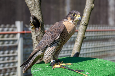 Similar image 13062105