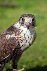 Similar image 13062132