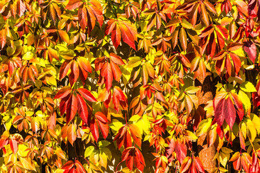 Similar image 13065408