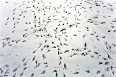 Similar image 13064501