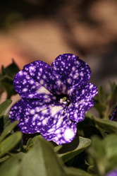 Similar image 13051865