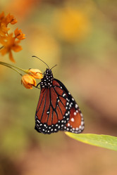 Similar image 13051868