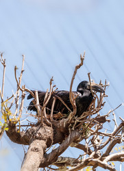 Similar image 13002453