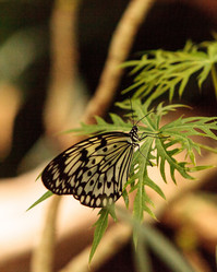 Similar image 13051454