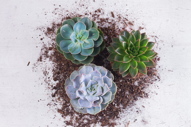 Similar image 13039295