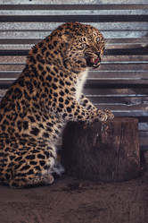 Similar image 13036038