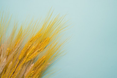 Similar image 13003585