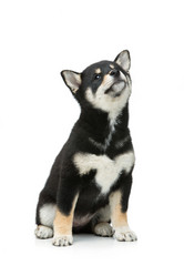 Similar image 13036163