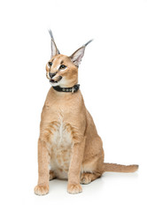 Similar image 13036098