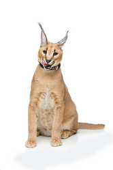 Similar image 13036099