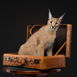 Similar image 13036623