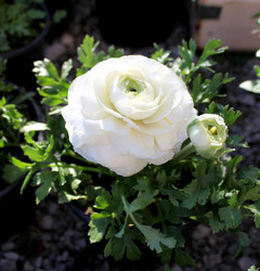 Similar image 13002773