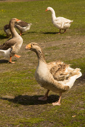 Similar image 13024923