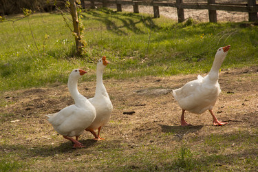 Similar image 13024925