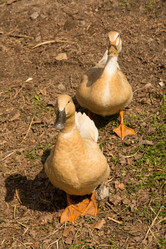 Similar image 13024926