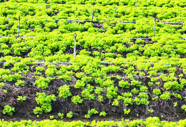 Similar image 13044621