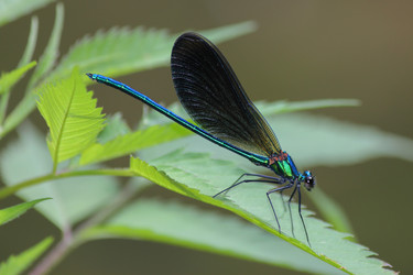 Similar image 13001983