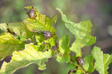 Similar image 13032884