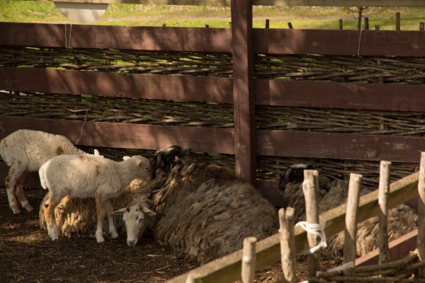 Два ягненка отошли от стада. Барашки в загоне. Овечки в загоне. Загон для овец. Одна Овечка в загоне.