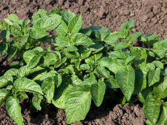 Similar image 13002036