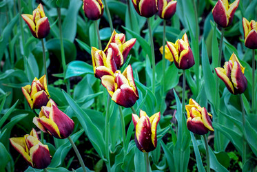 Similar image 13011933