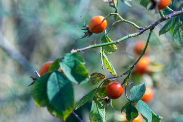 Similar image 13011983