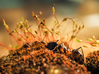 Similar image 13007859