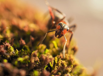 Similar image 13007867