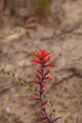 Similar image 13051767